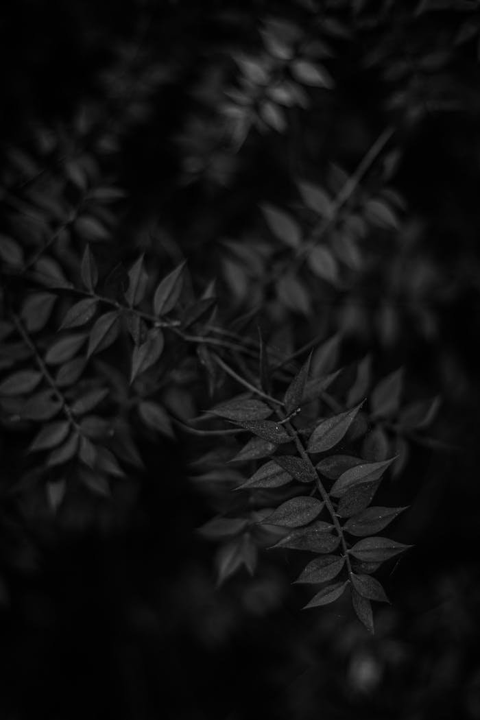 Black and white photograph of leaves in the dark